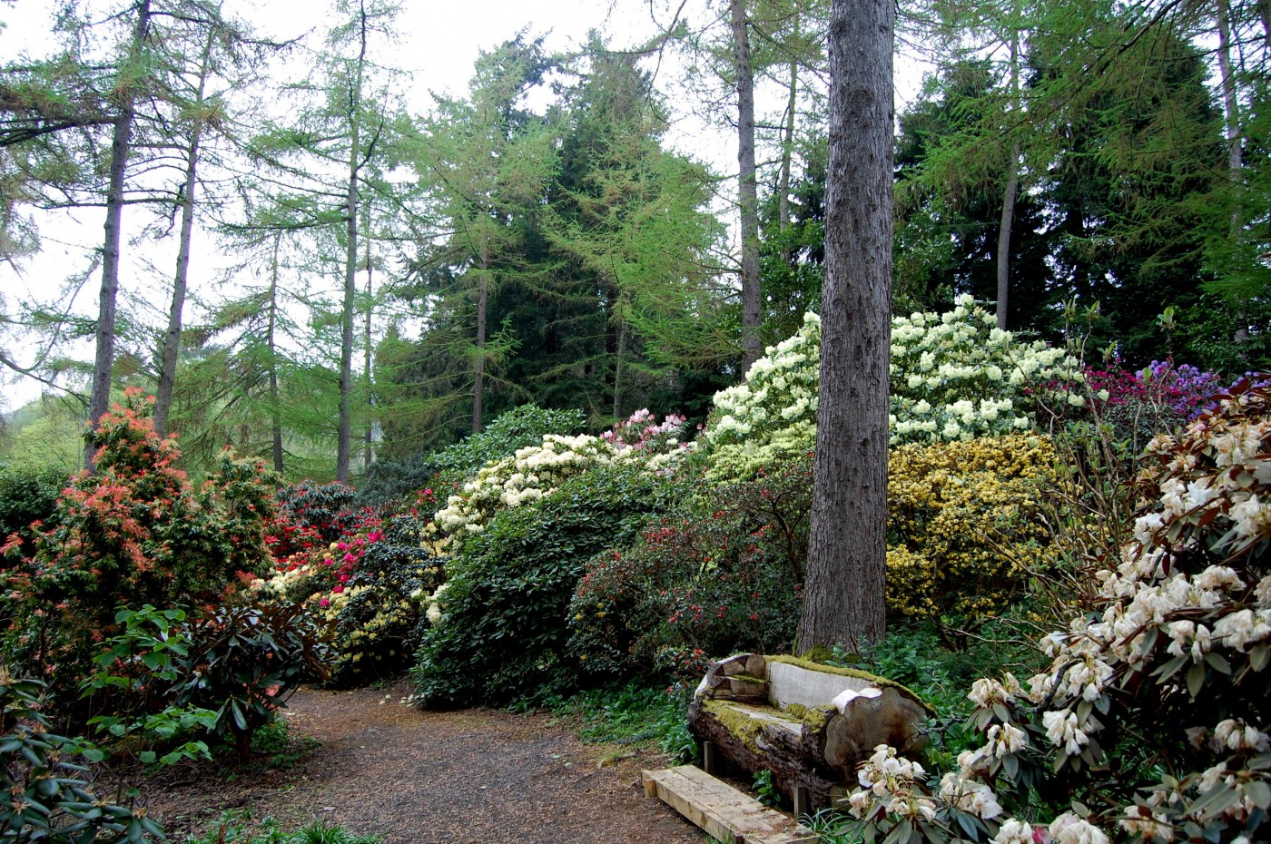 view through Larches April 2009