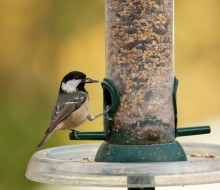 Wild Bird Care feeding and watering garden birds