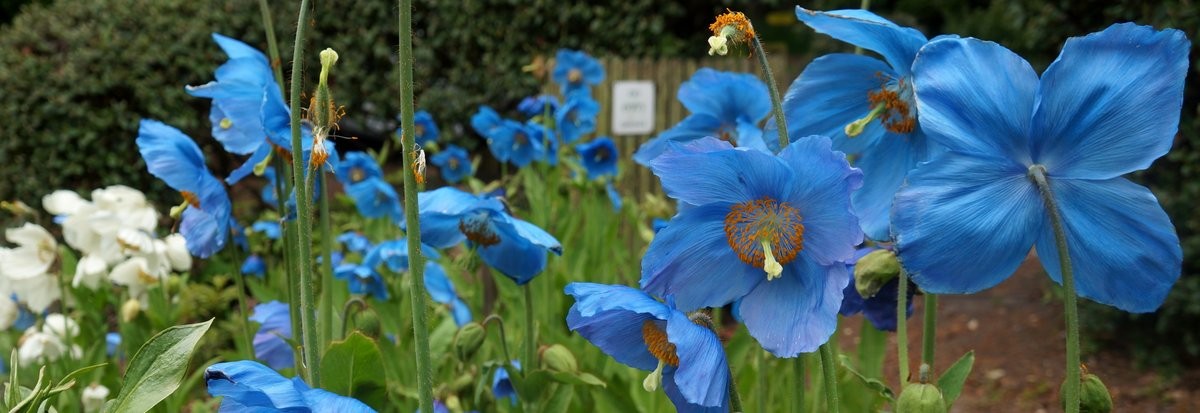  Meconopsis