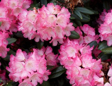 Identifying Rhododendron Identifying Rhododendrons, Kenneth Cox