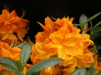 Deciduous Az Klondyke (black back 2)