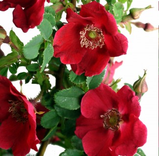 Shrubs Rose 6. Rosa moyesii