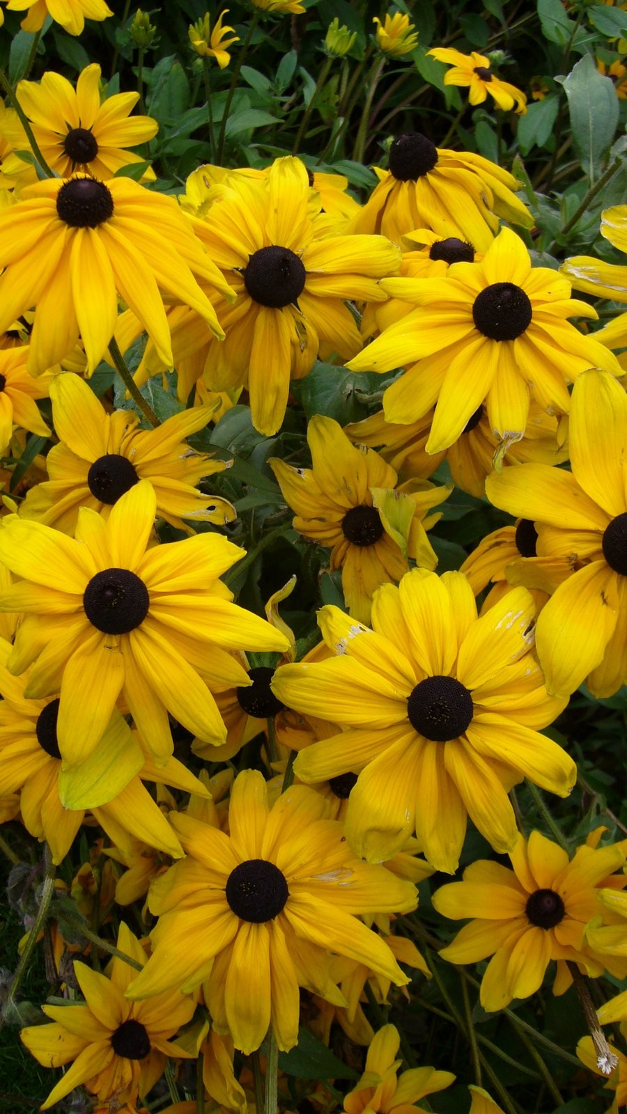 Perennials Rudbeckia hirta (2)