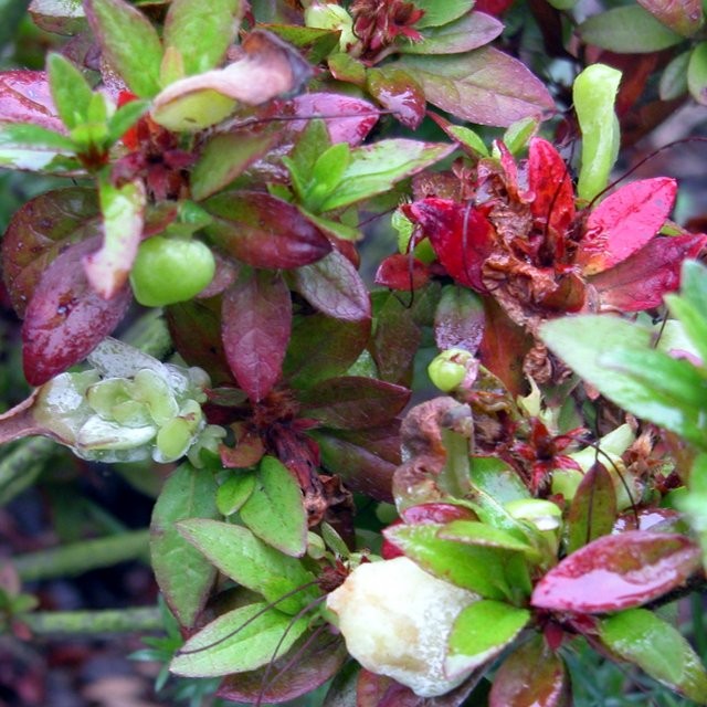 Azalea Galls