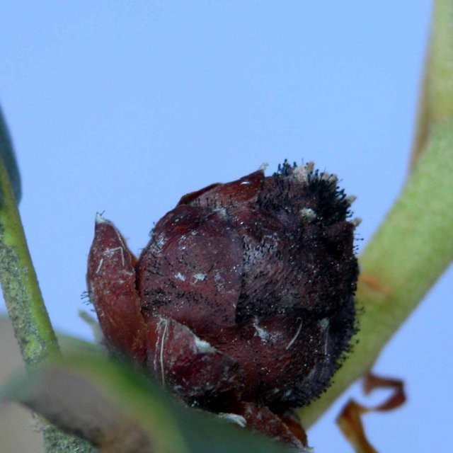 Bud Blast Fungus