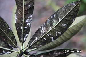 Scale Insect
