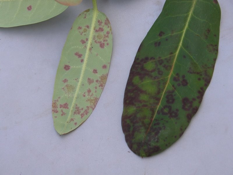 Powdery Mildew