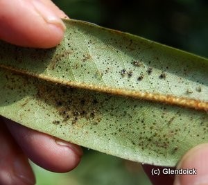 Lace Bug