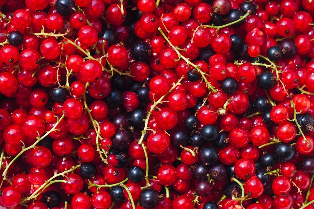 Fruit and Veg Currants shutterstock_210807550
