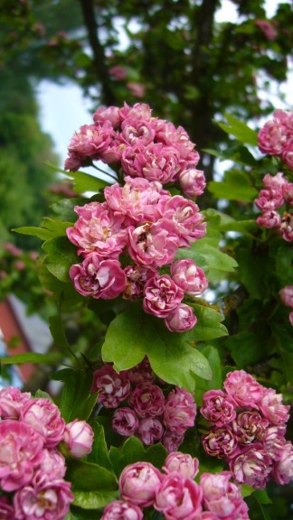 Trees Crataegus Rosea Flora Plena