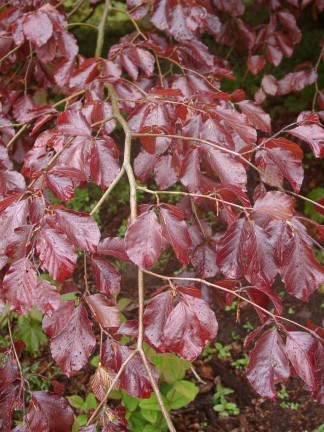 Trees Fagus syl. purpurea