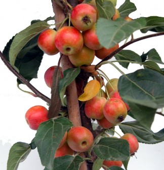 Trees Malus