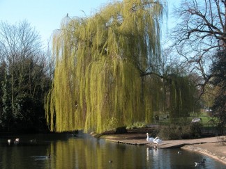 Trees Salix x sepulcratis Chrysocoma
