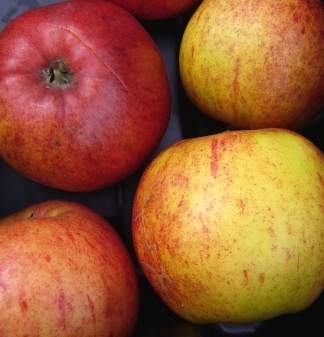 Trees Apple James Grieve