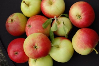 Trees Apples black backgroun (1)