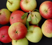 Fruit Trees and Bushes