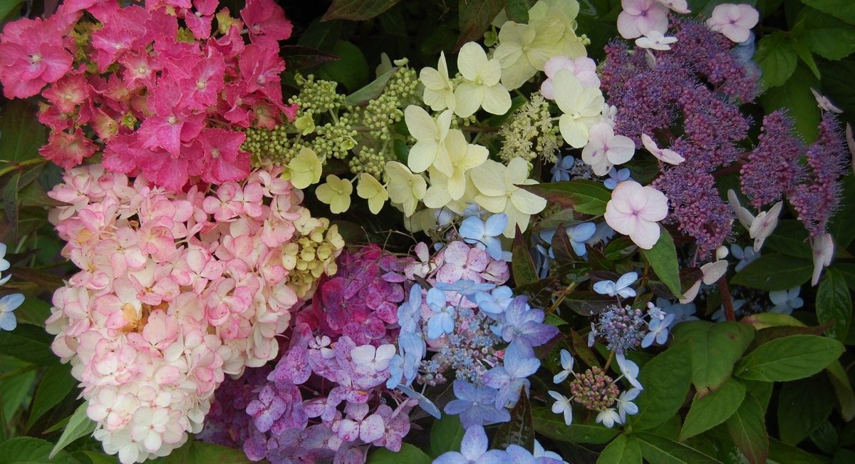 Hydrangea Hydrangea mass panorama (8)