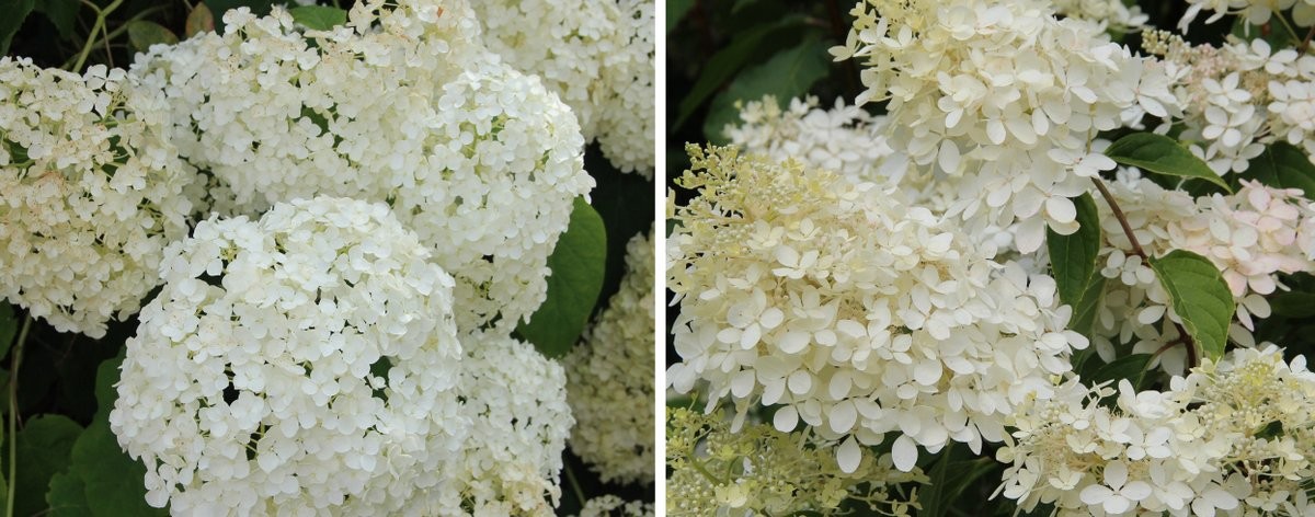 Hydrangea Hydrangea paniculata _ arborescens