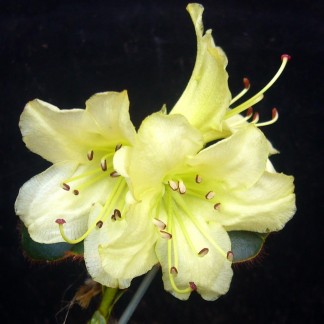Maddenia changii