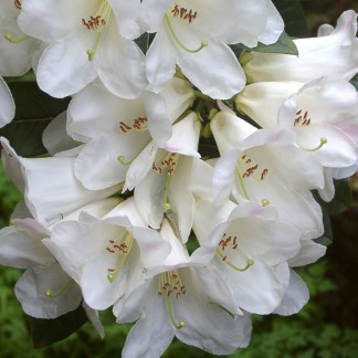 Maddenia lindleyi