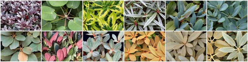 banner old Rhododendron foliage