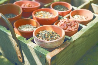 Birds Generic _Bird_Seed_2_VIS_REF_29764