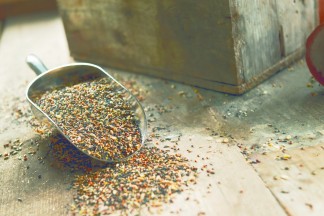 Birds Generic _Bird_Seed_VIS_REF_29764