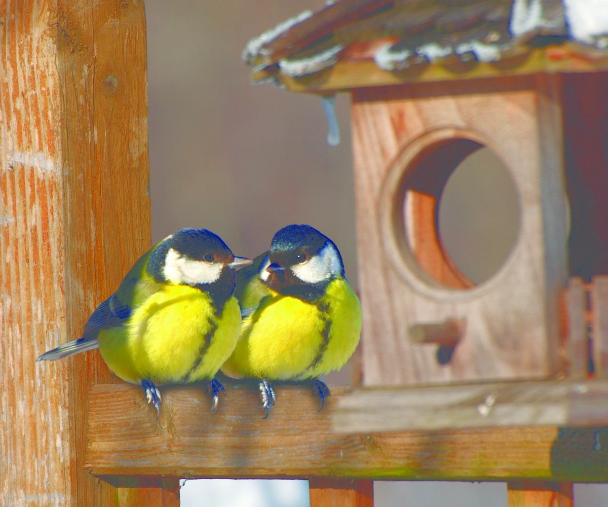 Birds Great Tit_Birds_nest box week_shutterstock_IS