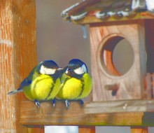 Feed The Birds!