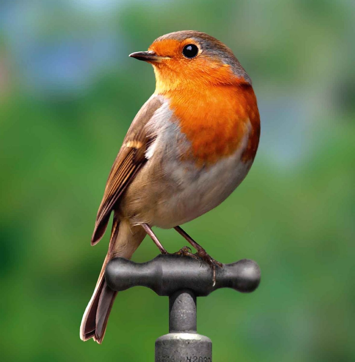 Birds Robin