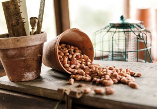 Birds BirdSeed