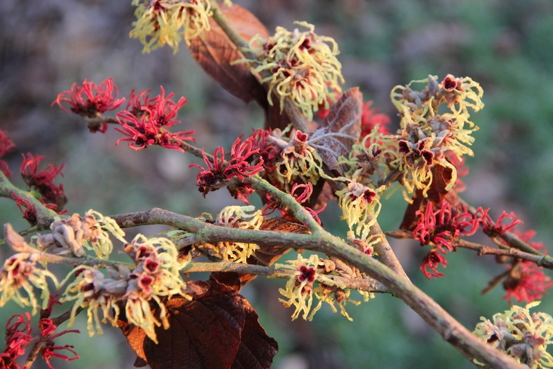 Shrubs Hamamelis  (2)