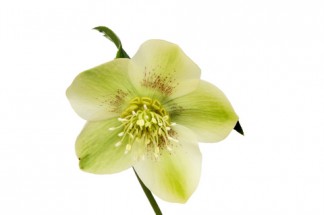 Helleboure Hellebor white shutterstock_131300651