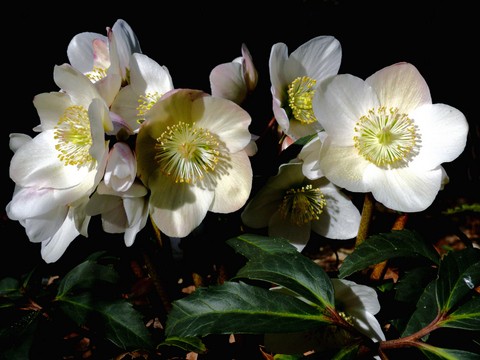 Helleboure Hellebore niger shutterstock_217651108