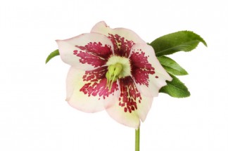 Helleboure Hellebore shutterstock_130700084