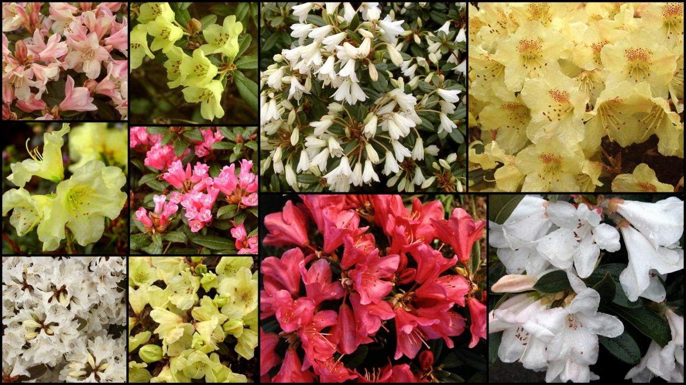rhododendron Glendoick Bird Dwarf Rhododendron hybrids