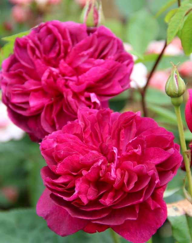 Rose Rose Darcey Bussell (Austin) (2)
