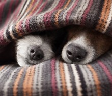 Bringing your Dog to Glendoick - Dog Etiquette