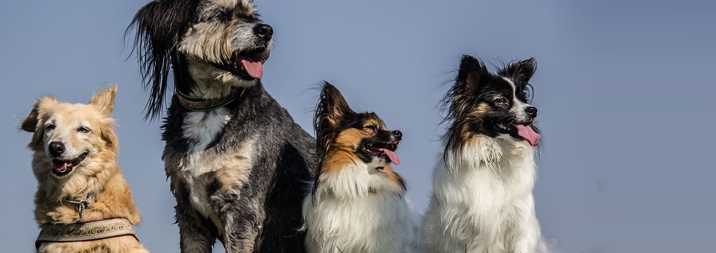 Web Header - Pets - 4 dogs - 1400