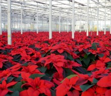 Poinsettias at Glendoick