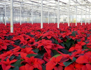 Poinsettias at Glendoick