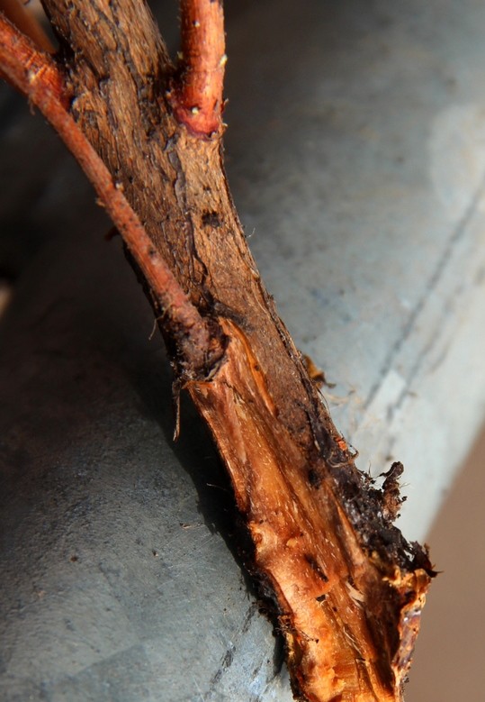 Pests & disease Phytophthora cinnamomium root rot