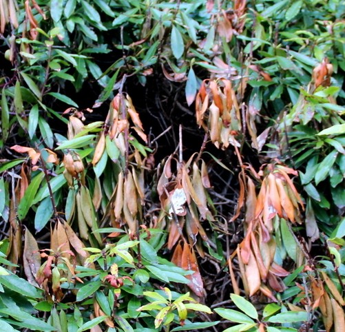 Pests & disease Phytophthora dieback