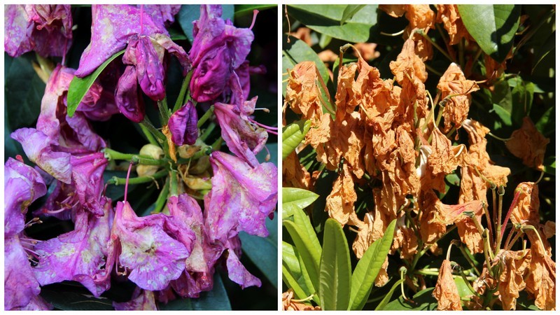 Pests & disease Rhododendron Petal Blight
