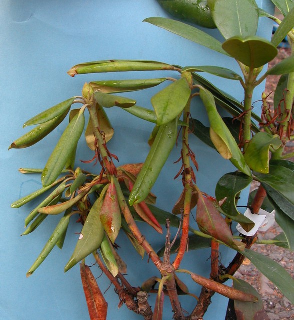 Pests & disease Stem dieback Phytopthora