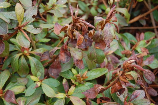 Pests & disease frost damage to azalea leaves