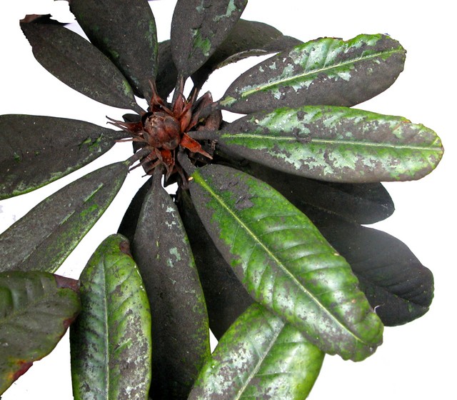 Pests & disease